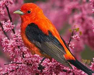 selective focus photo of orange and black bird