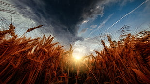 brown wheat field, nature, sky, wheat, storm HD wallpaper