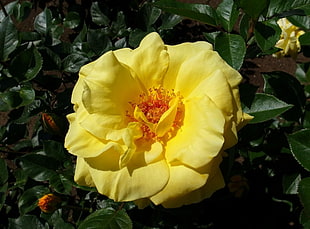 closeup photo of yellow rose flower