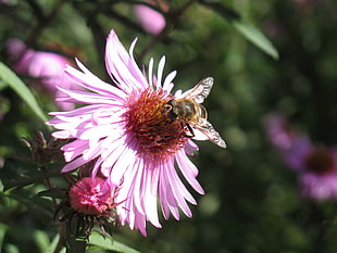 Bumble bee on pink petaled flower during daytime