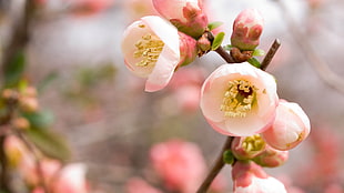 close up shot of pink flower