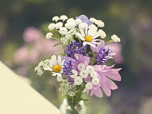 white and purple Daisy and Lavender flowers