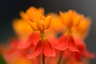 shallow focus photography of a red and orange flower
