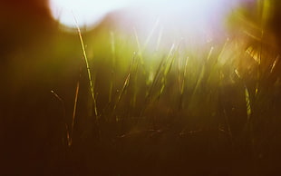 green grass, grass, green, sun rays, macro