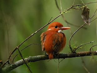 selective focus photo of brown bird on tree branch, mantadia national park, madagascar HD wallpaper