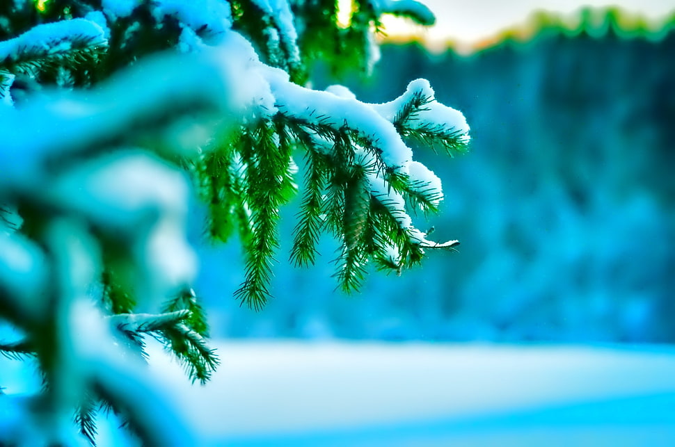 selective focus photography of pine tree covered on snow HD wallpaper