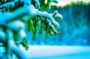 selective focus photography of pine tree covered on snow