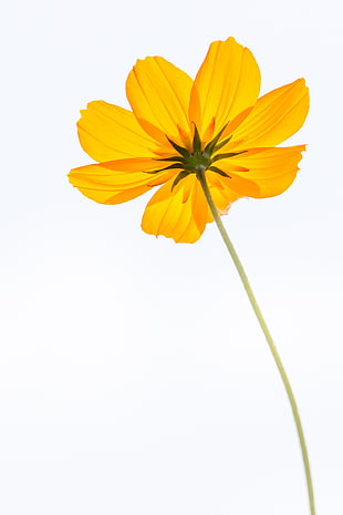 yellow petaled flower on white background low angle photography