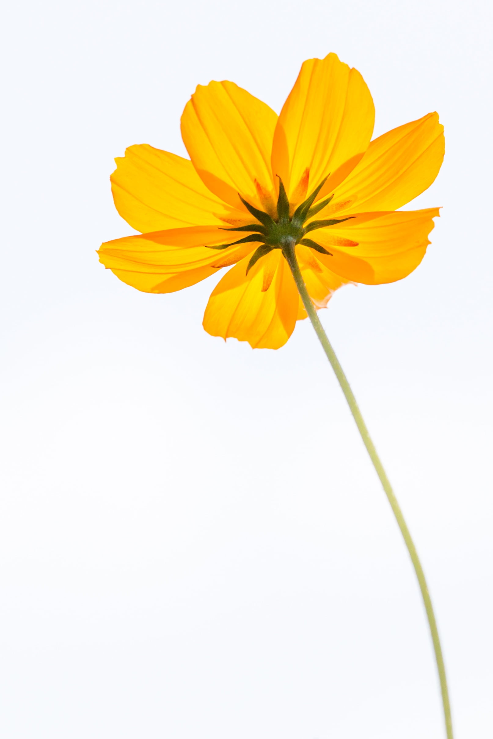 Yellow petaled flower on white background low angle photography HD ...