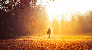 man walking at the field during autumn HD wallpaper
