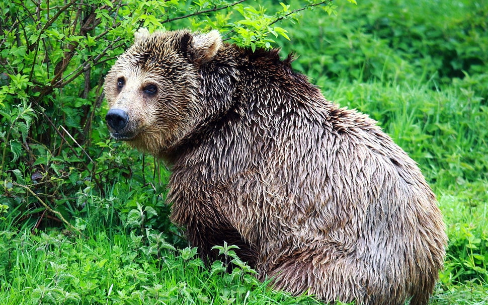 brown bear in the forest during daytime HD wallpaper