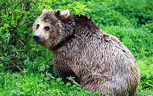 brown bear in the forest during daytime