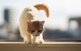orange tabby kitten on top of white wooden frame