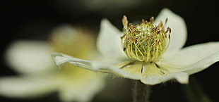 macro photography of white flower HD wallpaper