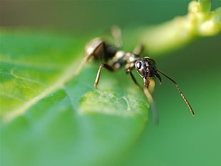 macro photography of black and gray ant on green leaf
