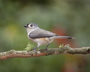 white and gray bird on branch, tufted titmouse