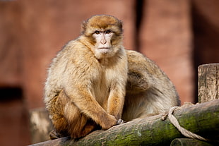 brown monkey