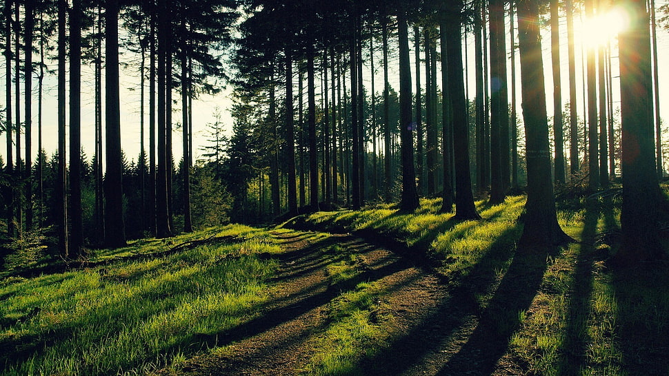 green leafed trees during daytime HD wallpaper