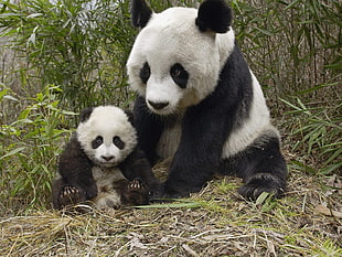 two panda bears, animals, panda, baby animals HD wallpaper