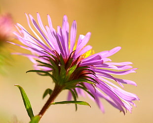 close-up photo of purple petaled flower HD wallpaper