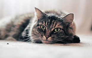 Macro shot photography of brown and gray cat