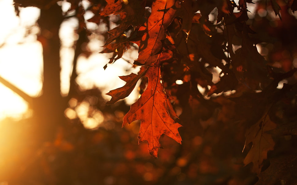 selective focus photography red maple leaf HD wallpaper