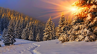 green trees, nature, Sun, sunlight, winter