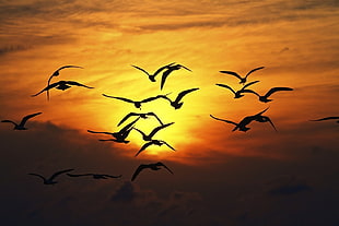 flock of birds, love, happy, nature, birds HD wallpaper