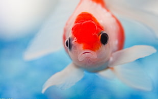 white and red Goldfish HD wallpaper