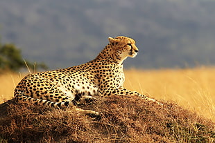 cheetah selective focus photo
