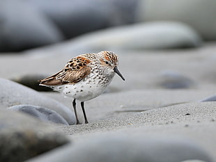 close up photo of white and brown sea bird, western sandpiper