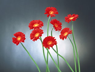 red petaled flowers on gray background
