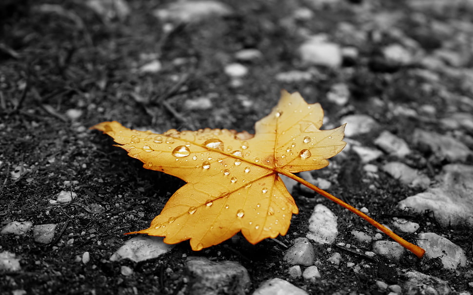 shallow focus photography of yellow maple leaf HD wallpaper