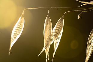 close up photo of brown dried leaves against sunlight HD wallpaper
