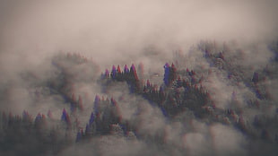 foresttrees, 3D, anaglyph 3D, forest, trees