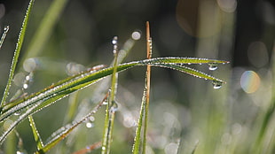 selective focus photography of water drops and green linear leaf plant