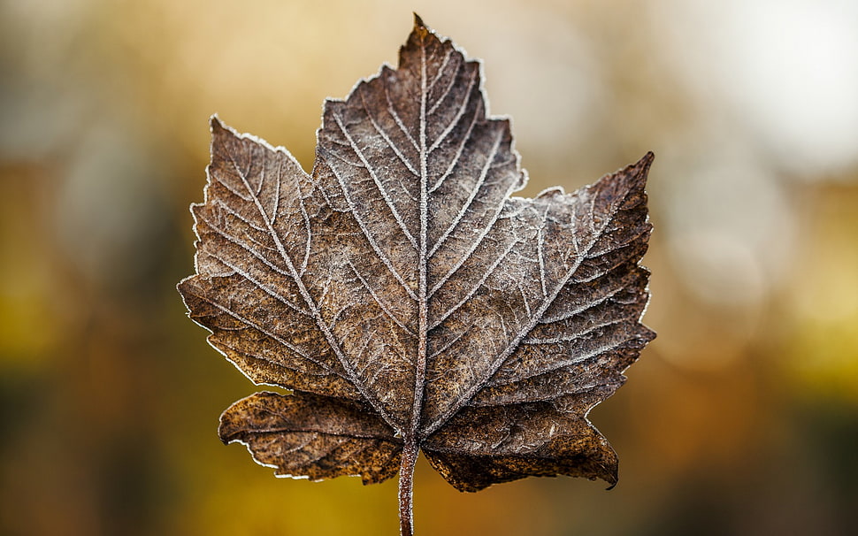 brown dried maple lea HD wallpaper