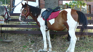 white and brown horse with black leather horse saddle beside brown fence during daytime