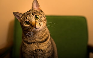 brown tabby cat, cat, animals, green eyes, green HD wallpaper