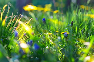 blue flower, depth of field, bokeh, macro, sunlight