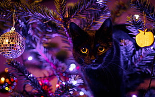 black cat, cat, animals, Christmas, Christmas ornaments  HD wallpaper