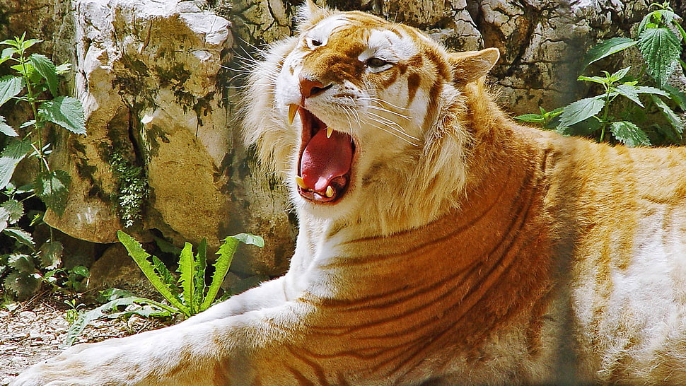 Tiger photo HD wallpaper