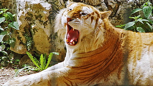 Tiger photo