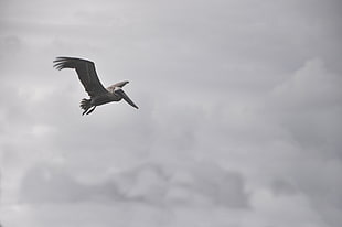 black and white Pelican flying during daytime