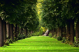 green grass between green trees during daytime