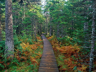 brown wooden pathway near plants and trees