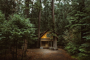 brown wooden cabin, forest, nature, cabin