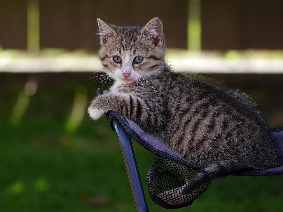 brown tabby kitten HD wallpaper
