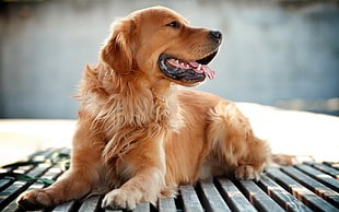 brown coated dog