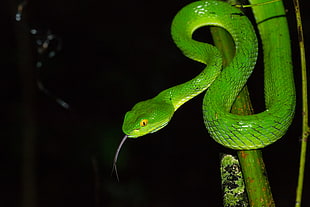 smooth green snake, trimeresurus, pit viper, khao yai national park HD wallpaper